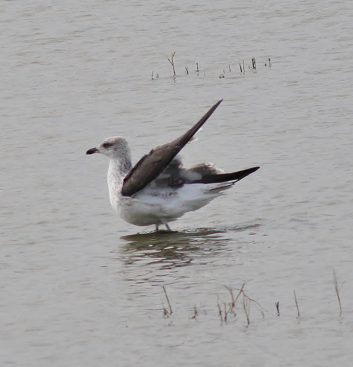 Gaviota Sombría - ML645865103