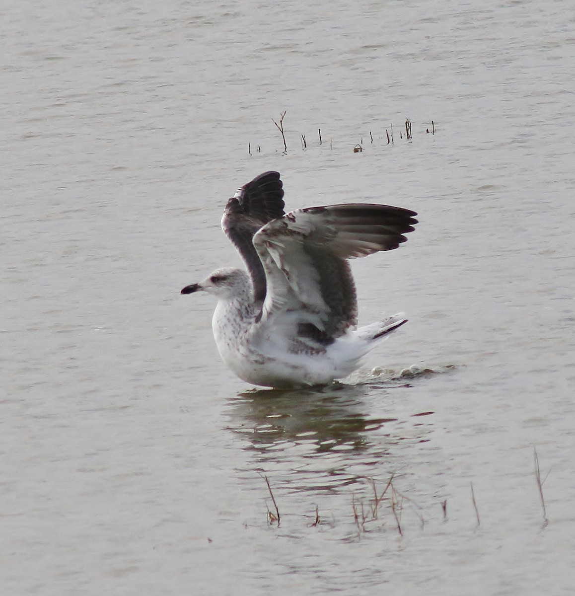 Gaviota Sombría - ML645865105