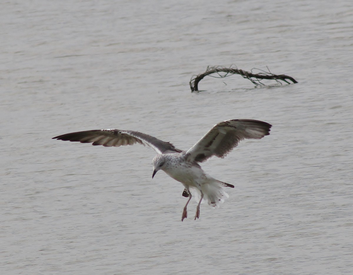 Gaviota Sombría - ML645865106