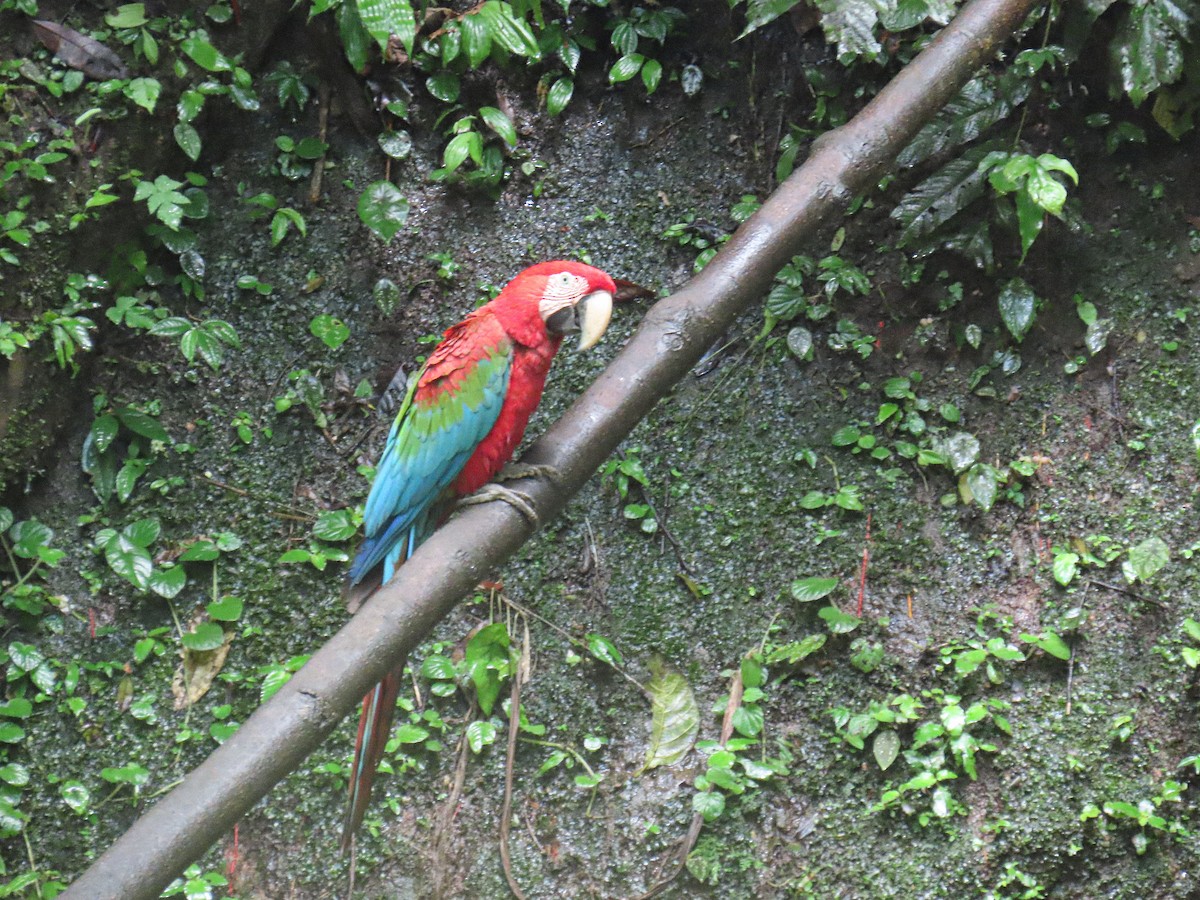 Red-and-green Macaw - ML645865108