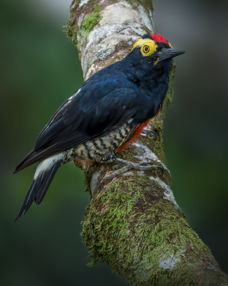 Yellow-tufted Woodpecker - ML645865110