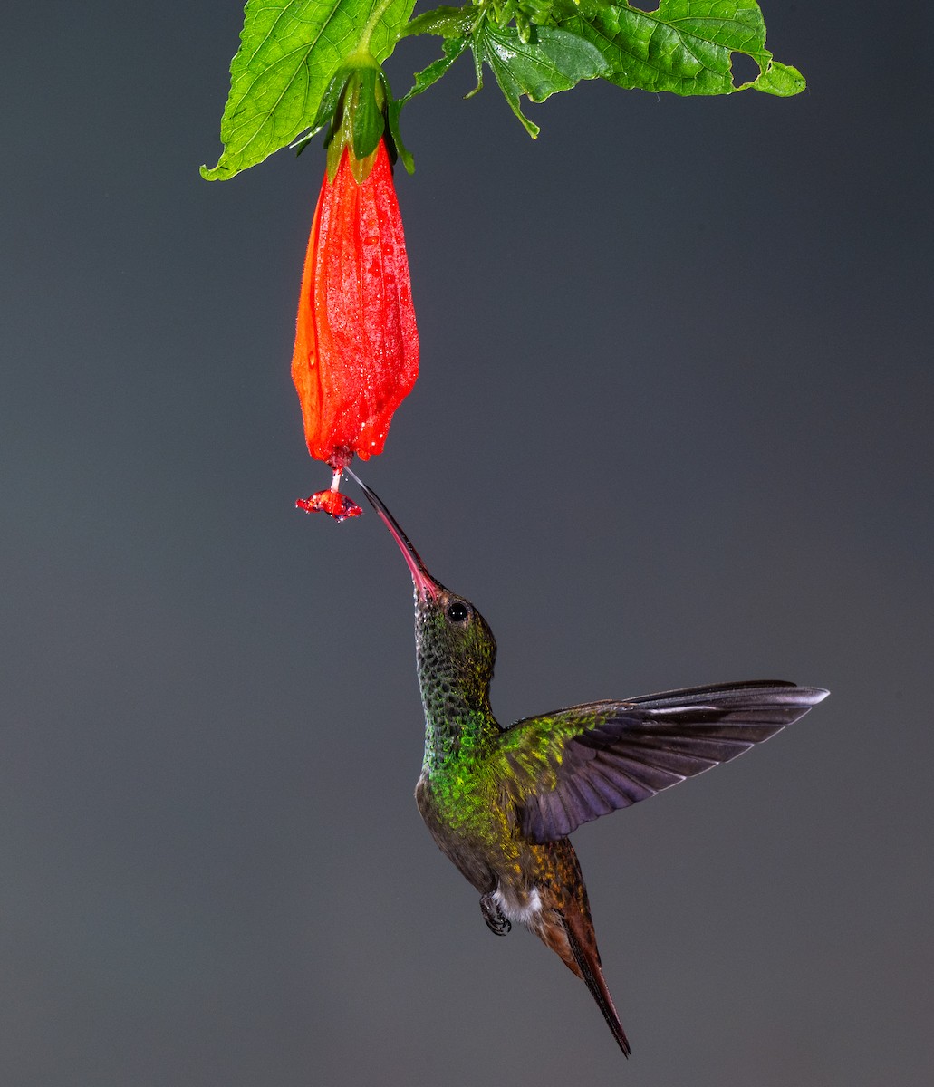 Rufous-tailed Hummingbird - ML645865115
