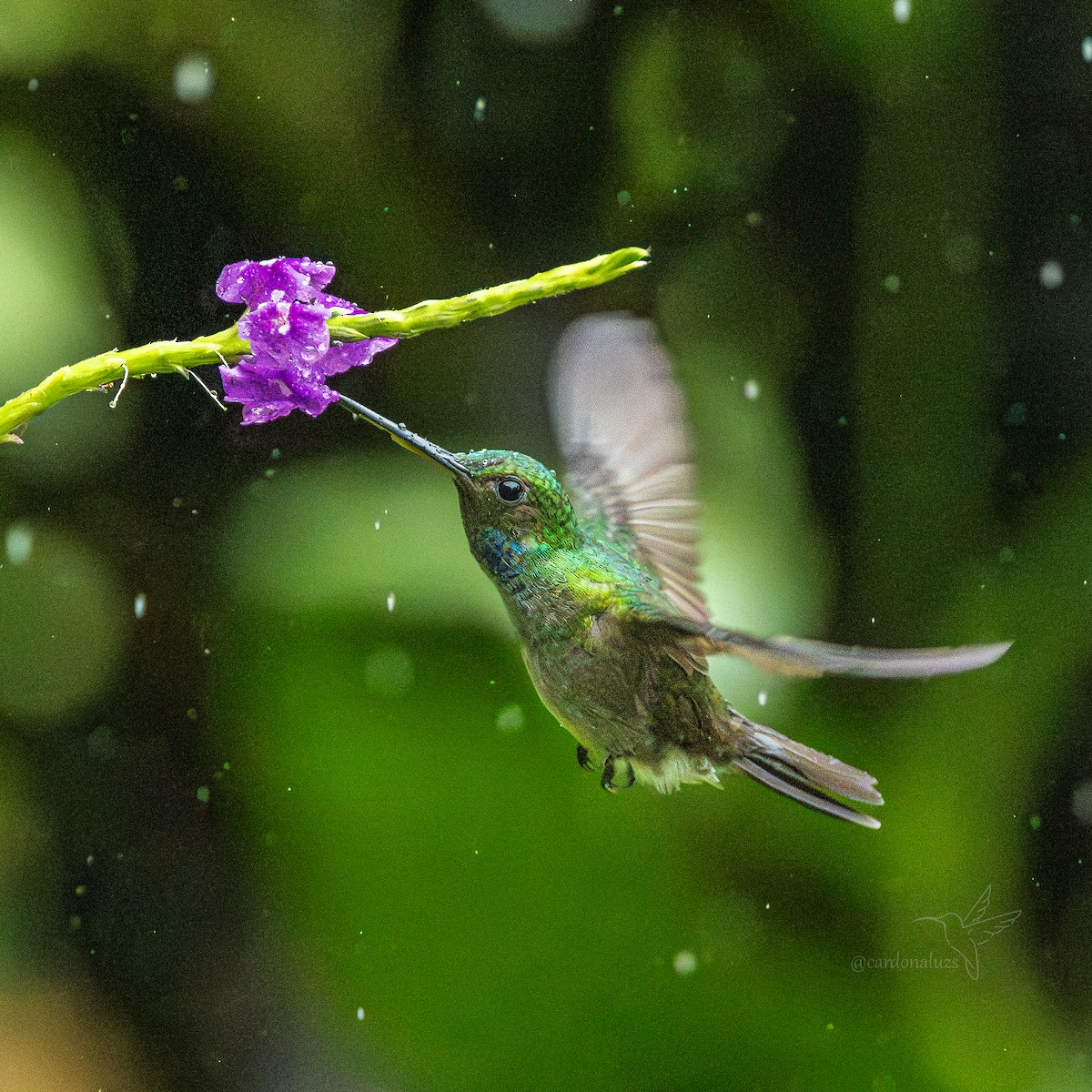 Charming Hummingbird - ML645865123