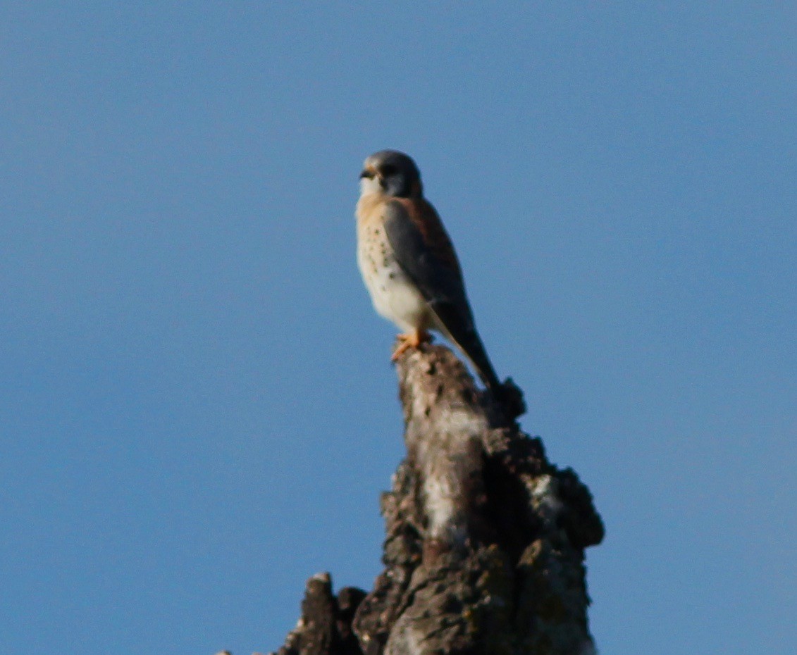American Kestrel - ML645865129