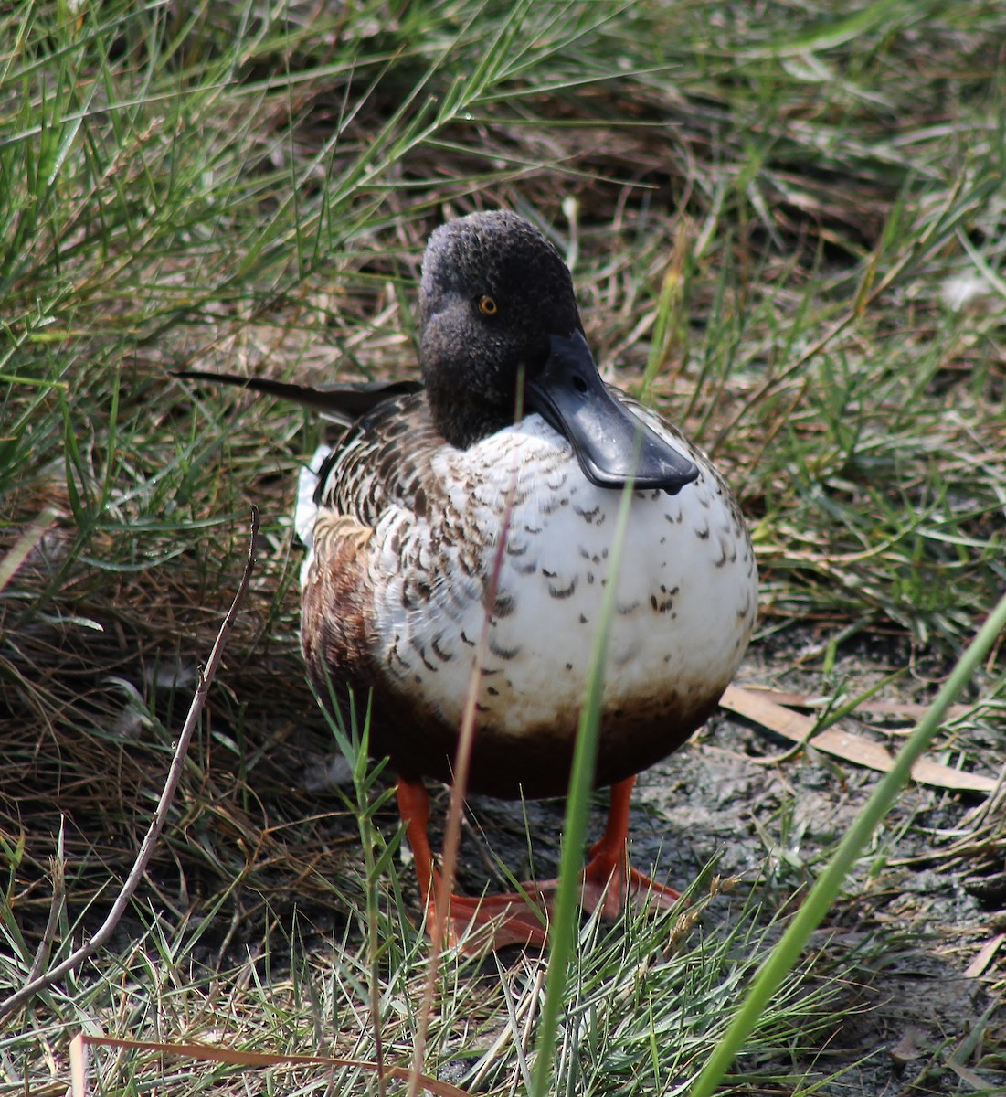 Northern Shoveler - ML645865133