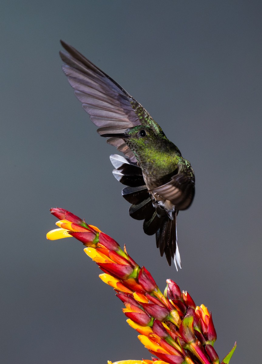Scaly-breasted Hummingbird - ML645865136