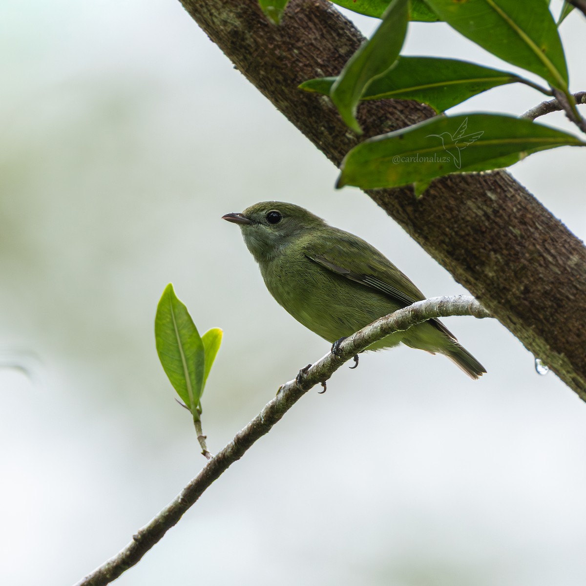 White-ruffed Manakin - ML645865137