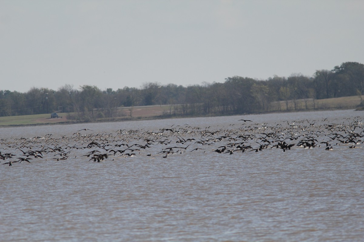 Double-crested Cormorant - ML645865147