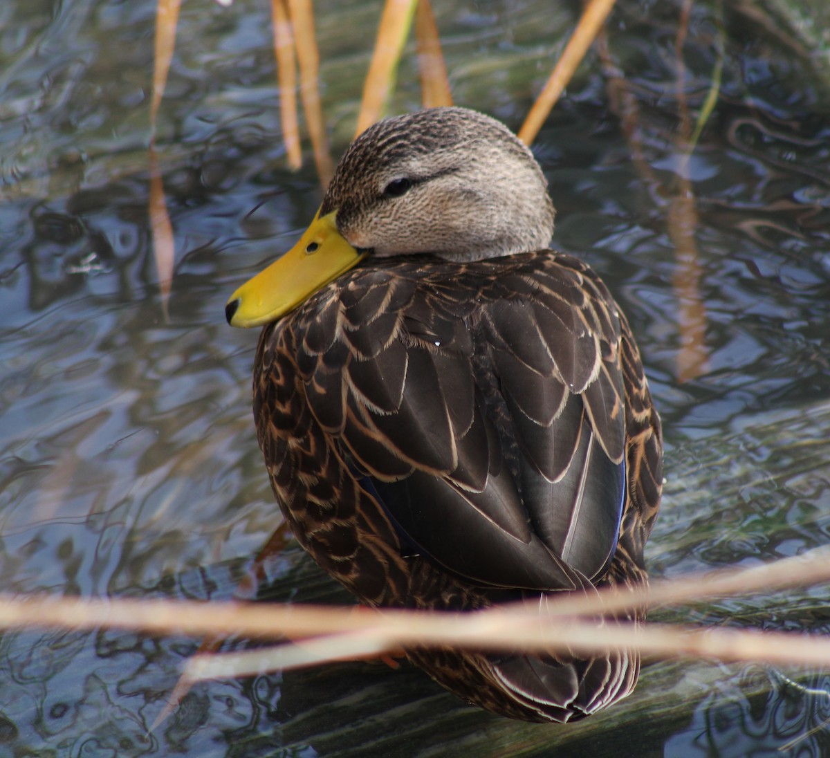 Mottled Duck - ML645865148