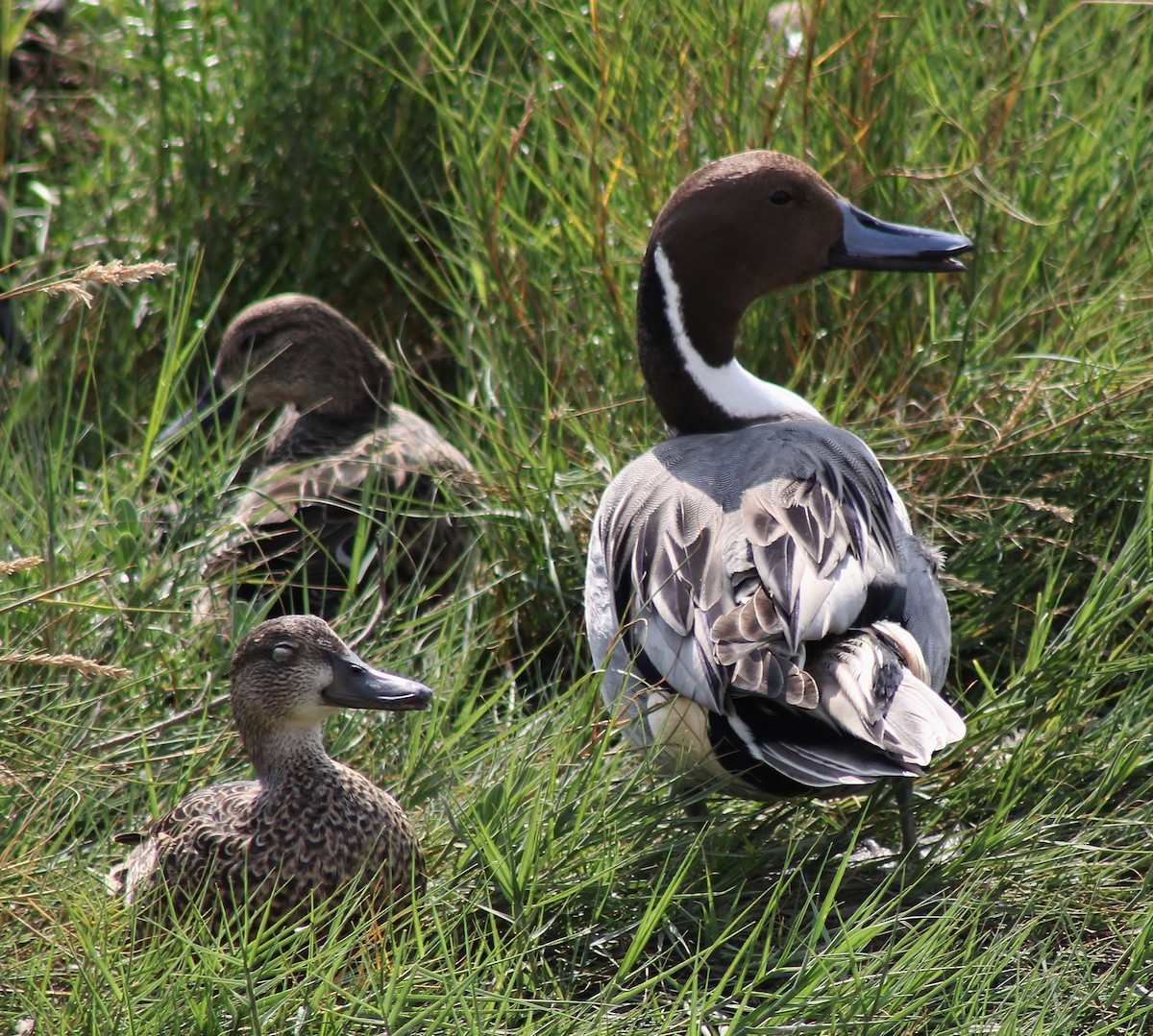 Northern Pintail - ML645865151