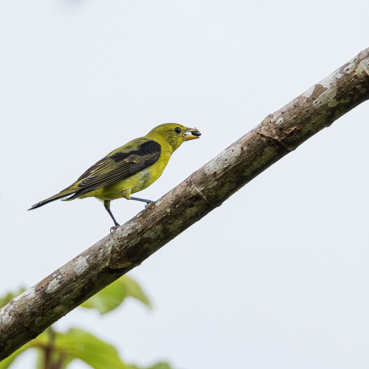 Scarlet Tanager - ML645865153