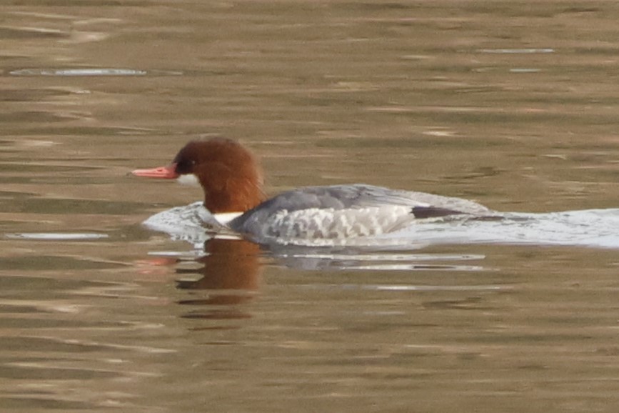 Common Merganser - ML645865156
