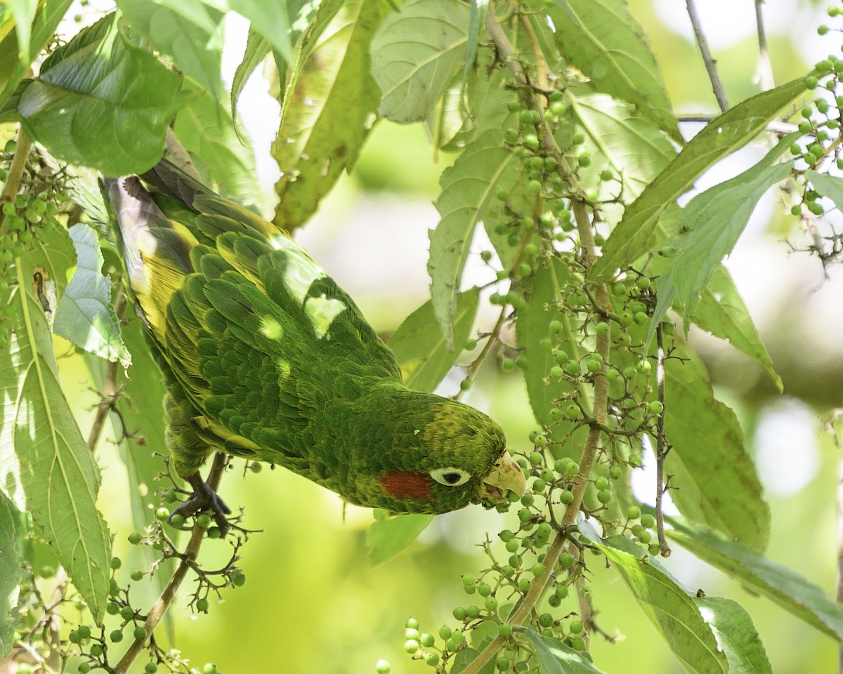 ホオベニインコ - ML645865158