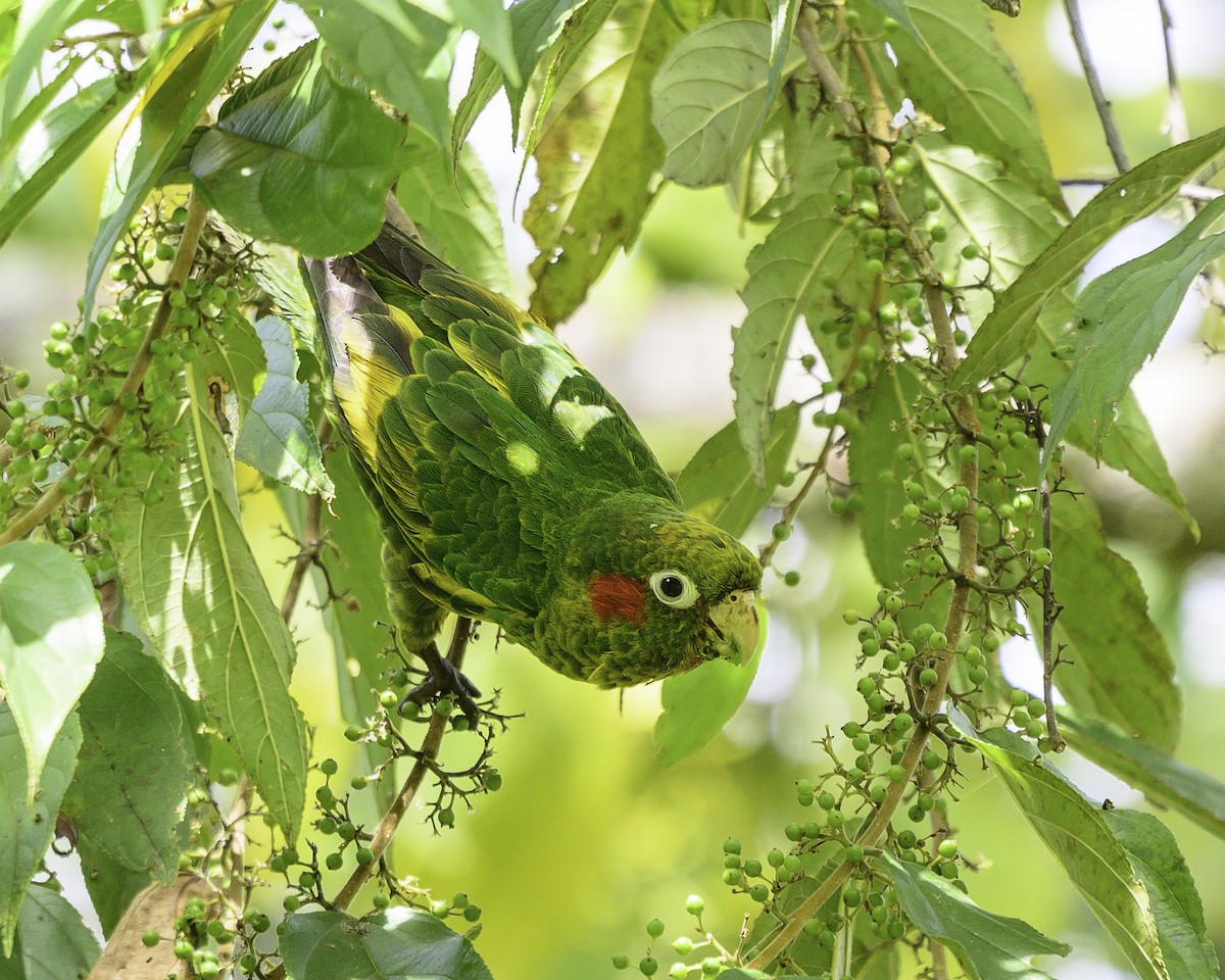 ホオベニインコ - ML645865159