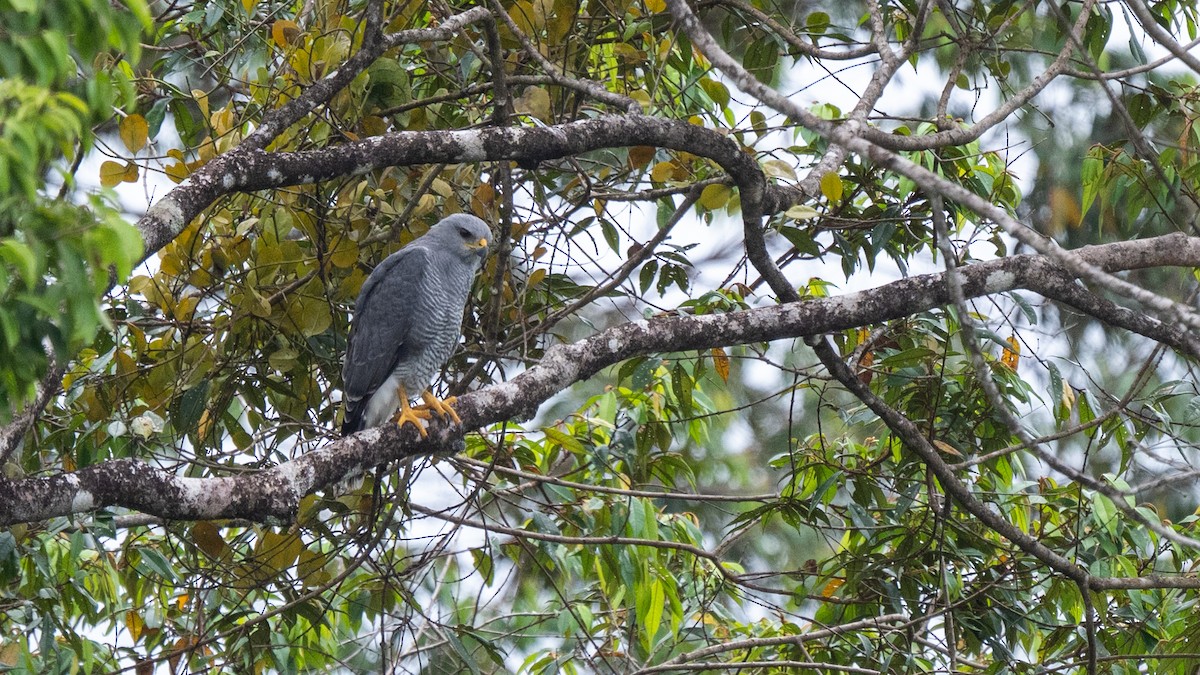 Gray Hawk - ML645865165