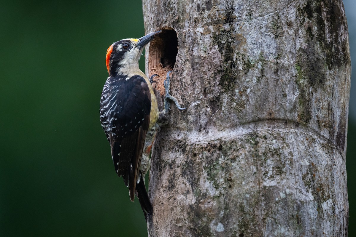 Black-cheeked Woodpecker - ML645865167
