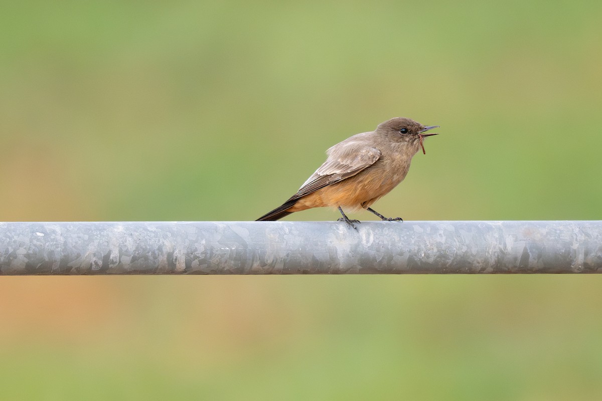 Say's Phoebe - ML645865168