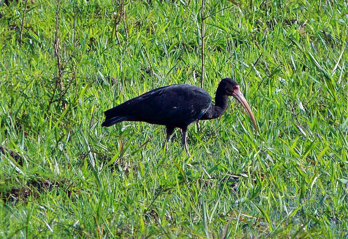 Bare-faced Ibis - ML645865169