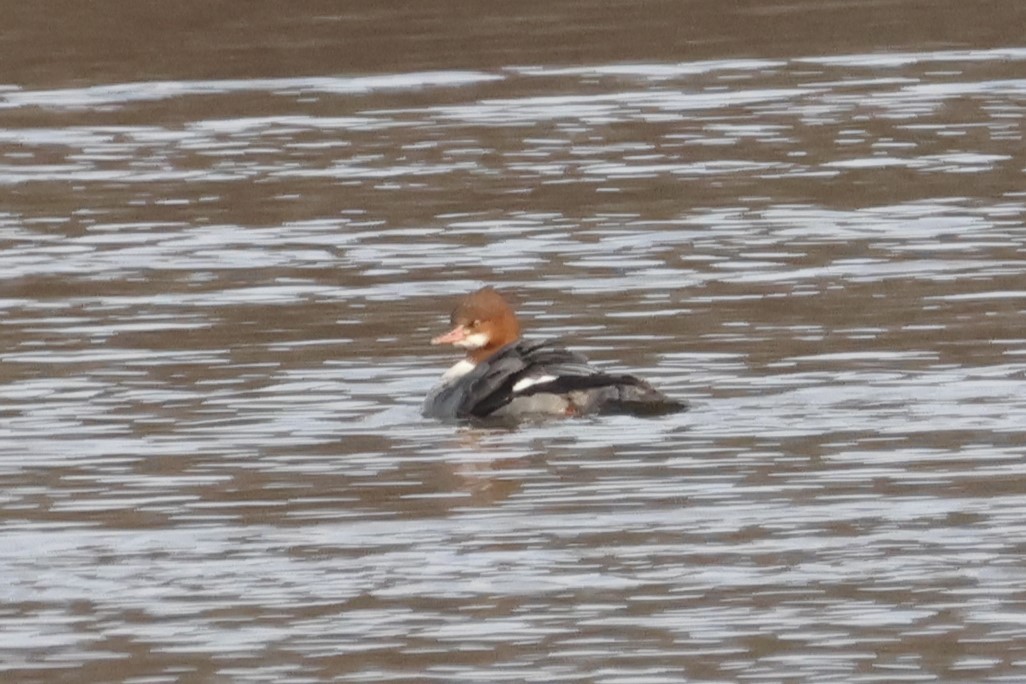 Common Merganser - ML645865174