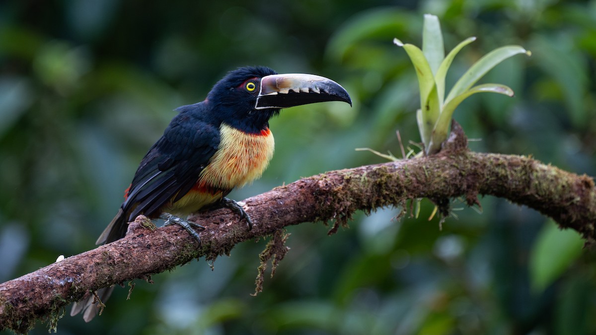Collared Aracari - ML645865176