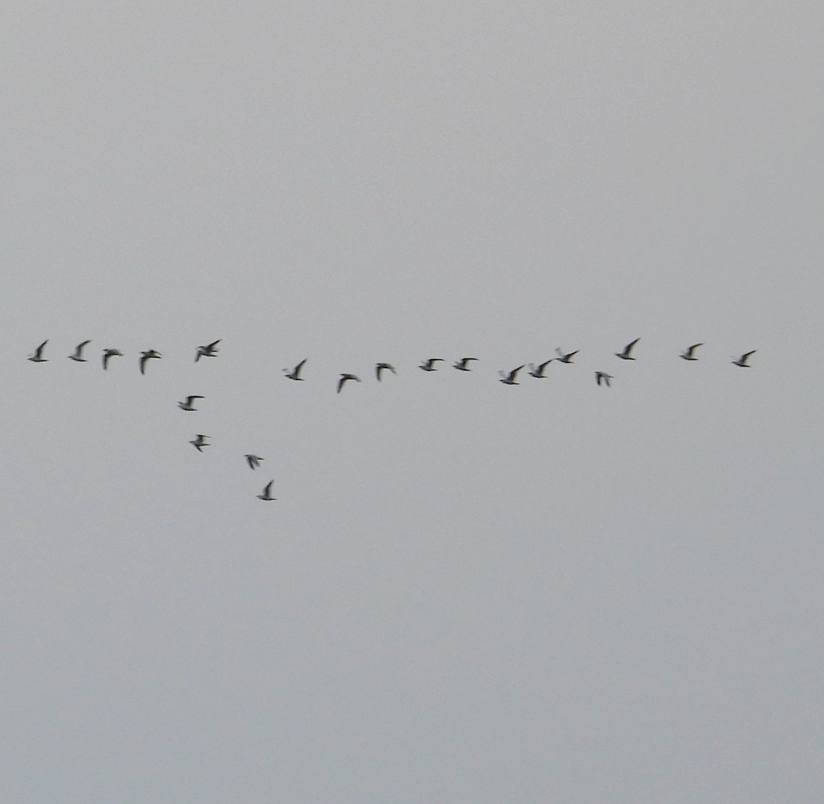 gull sp. - ML645865178