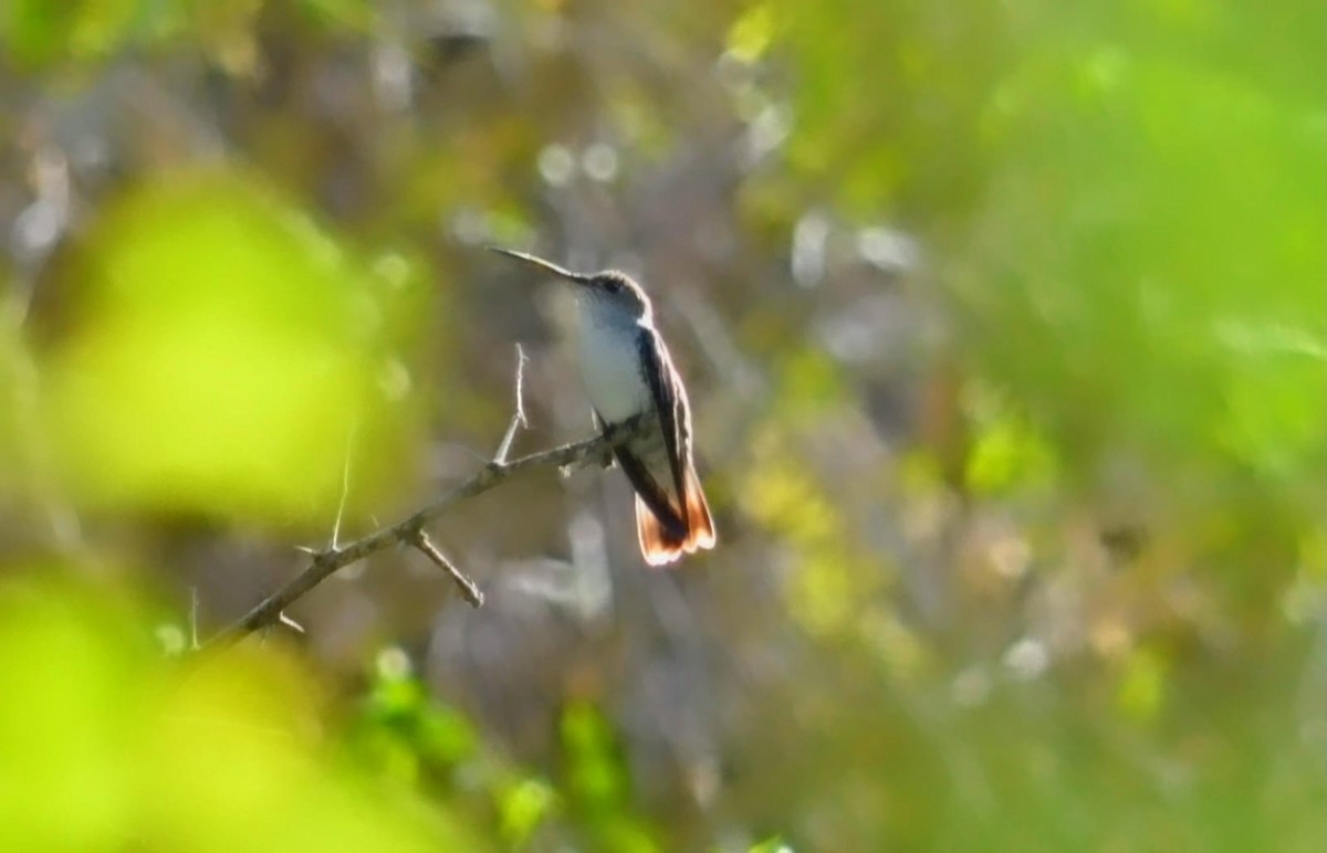 White-bellied Hummingbird - ML645865180