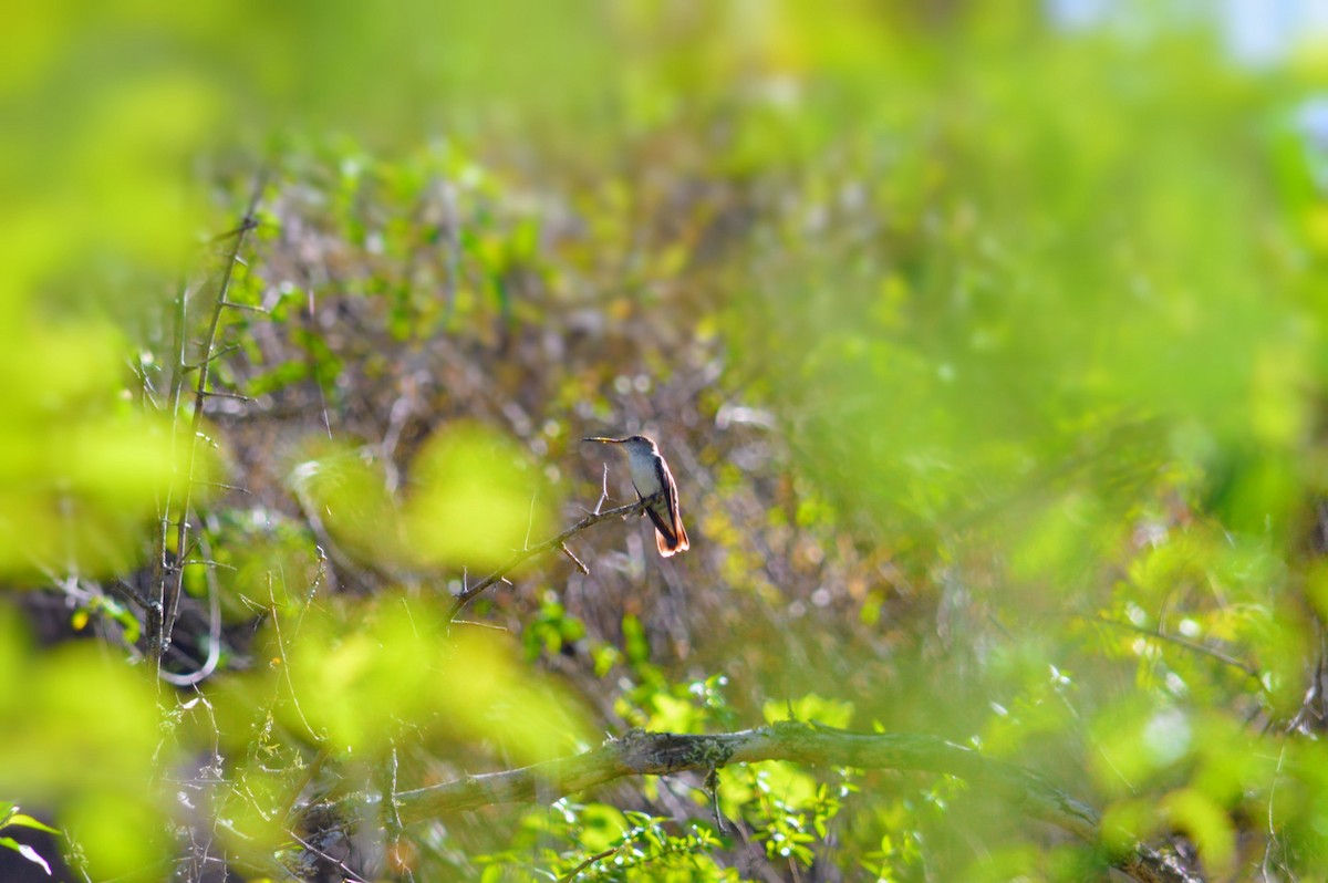 White-bellied Hummingbird - ML645865181
