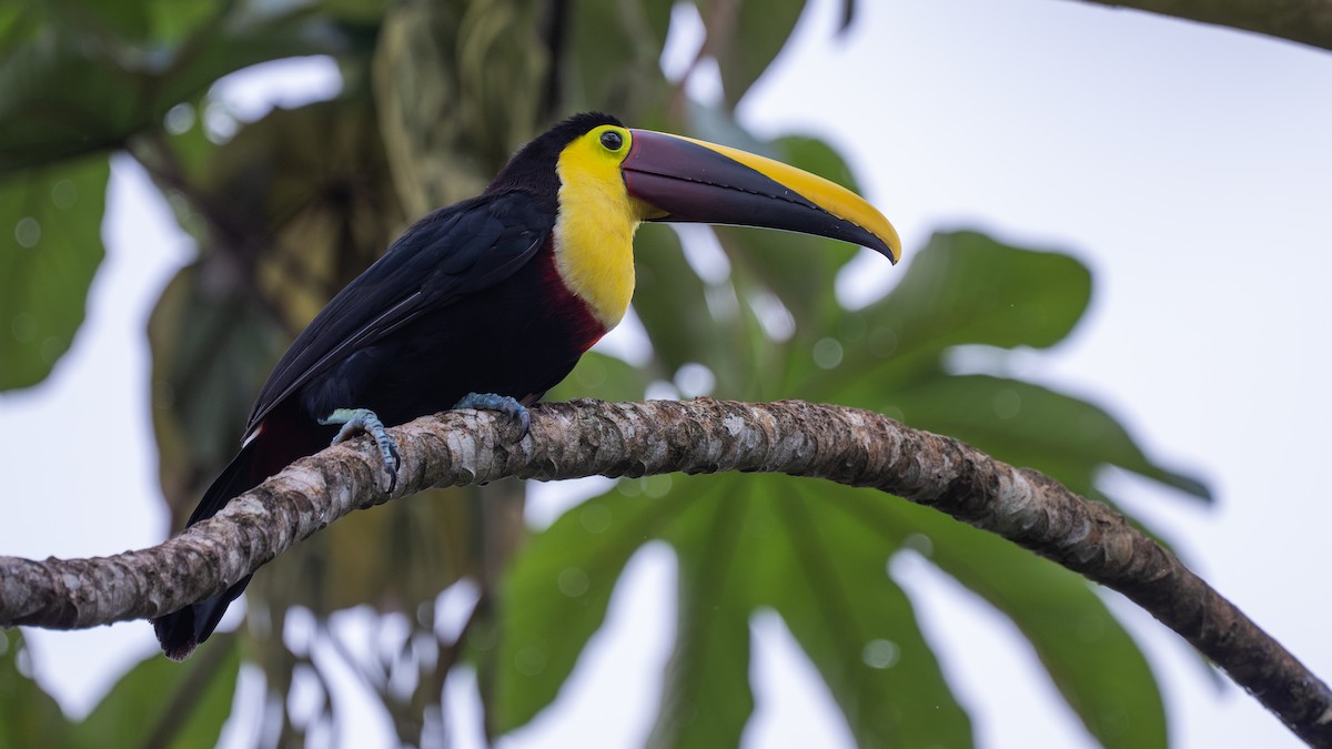 Yellow-throated Toucan - ML645865184