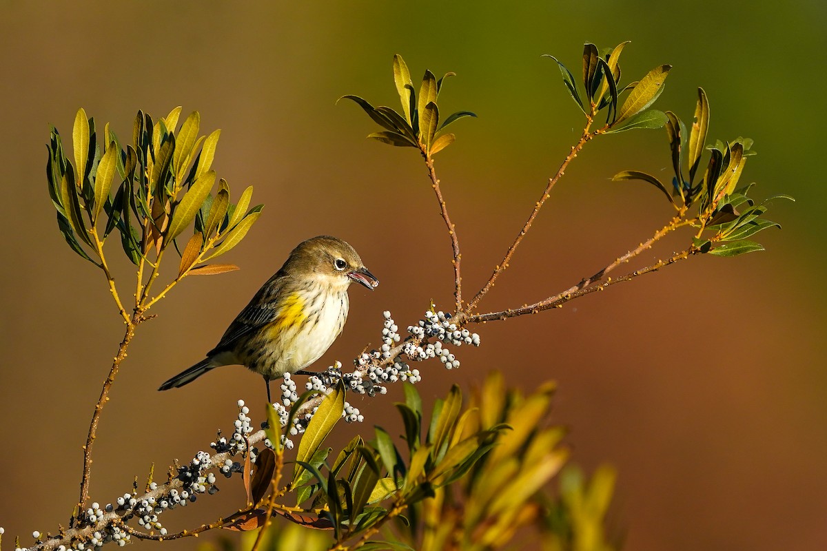 Yellow-rumped Warbler - ML645865185