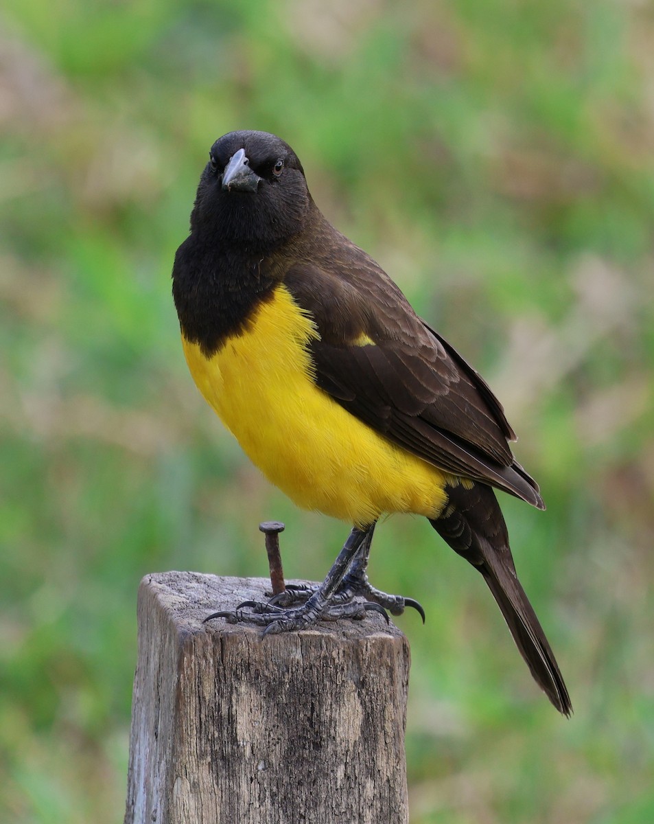 Мочарець жовтогузий - ML645865186