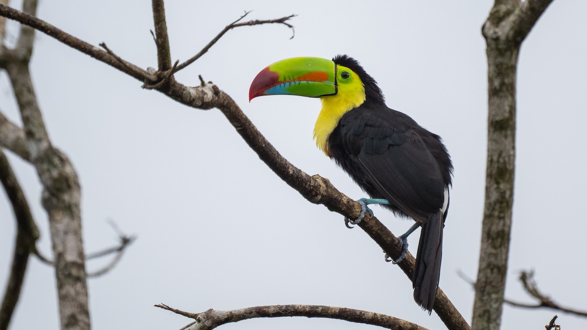 Радужный тукан - ML645865188