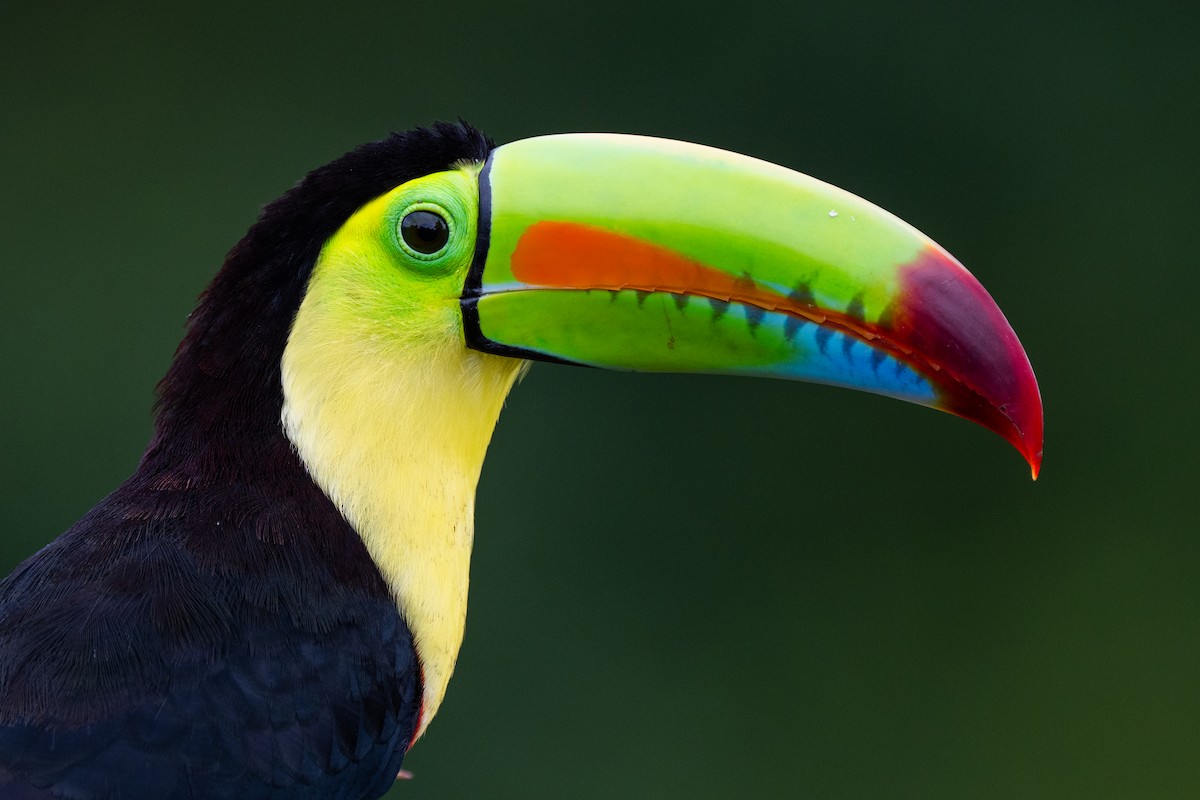 Радужный тукан - ML645865189