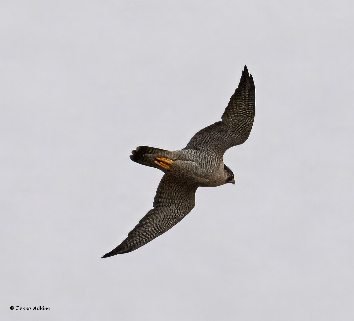 בז נודד - ML645865192