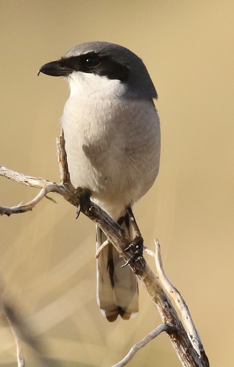 Loggerhead Shrike - ML645865197