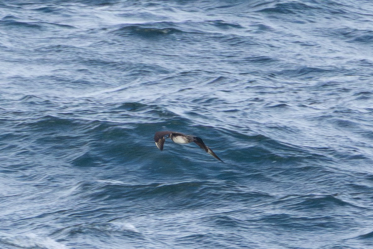 Pomarine Jaeger - ML645865200