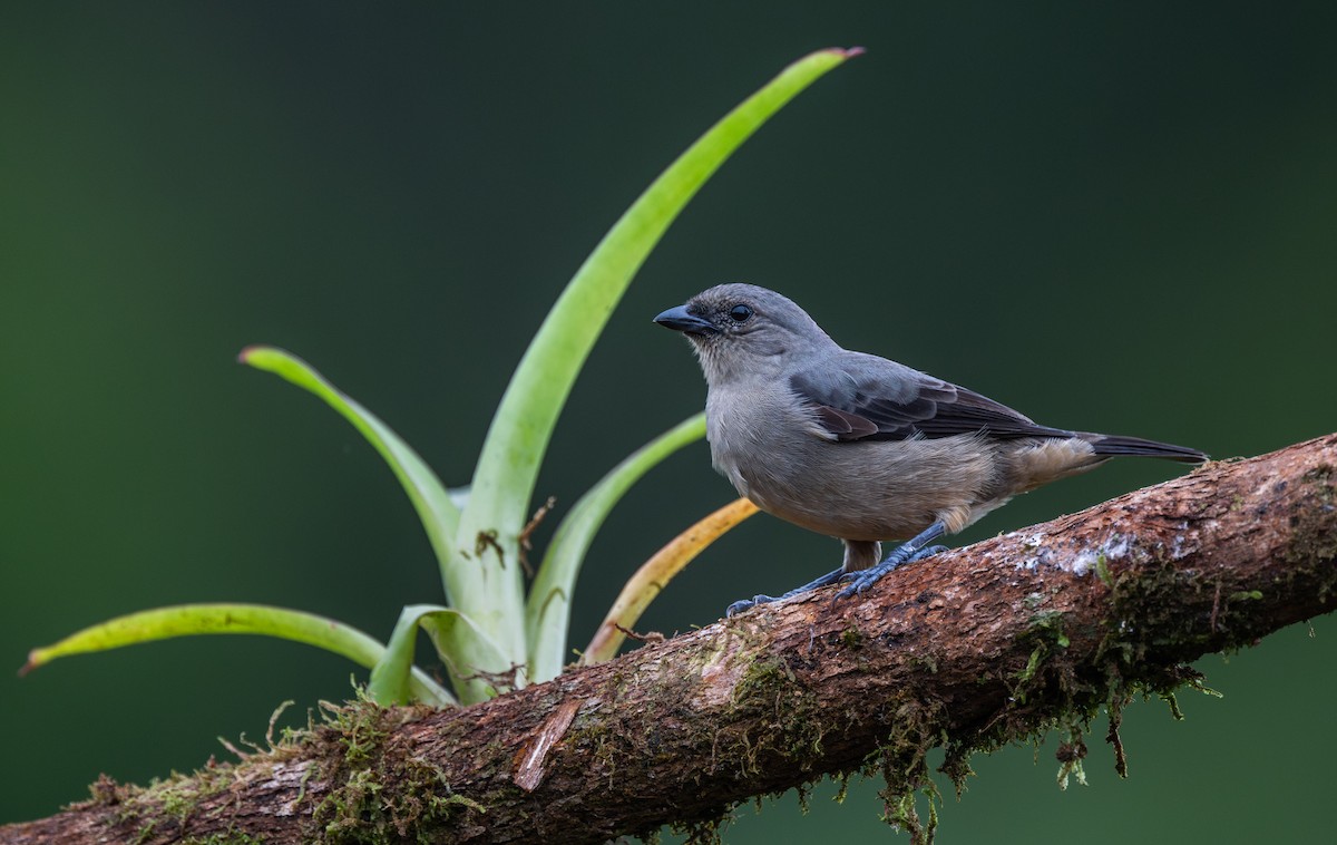 Plain-colored Tanager - ML645865202