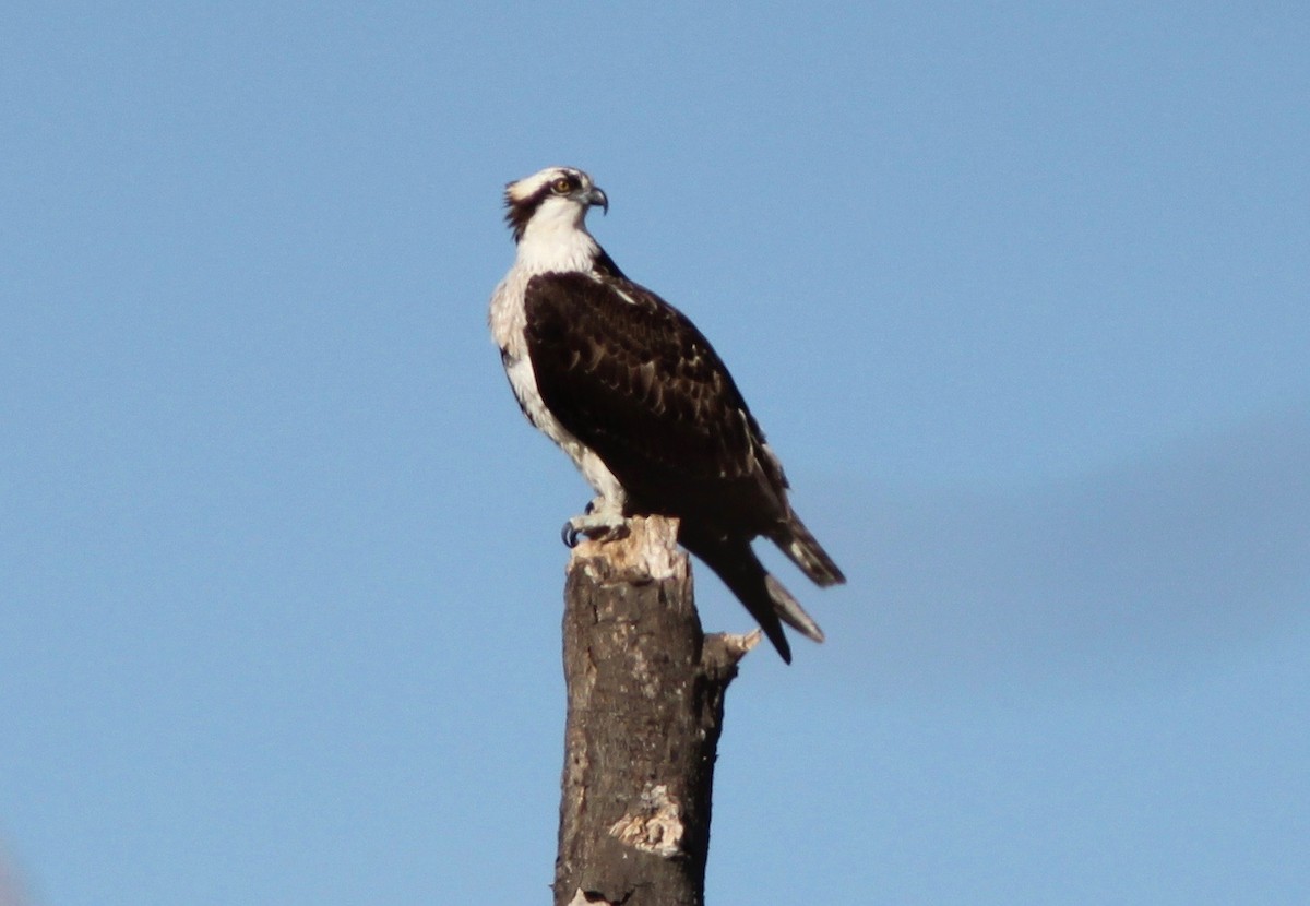 Osprey - ML645865203