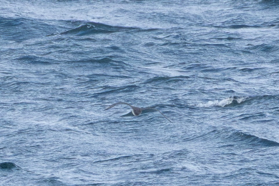 Pomarine Jaeger - ML645865204