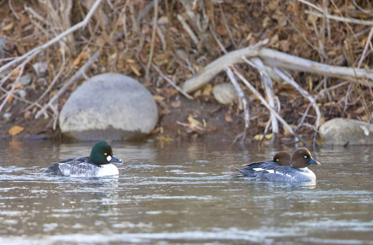 hohol severní - ML645865209