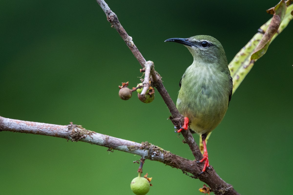 Red-legged Honeycreeper - ML645865210