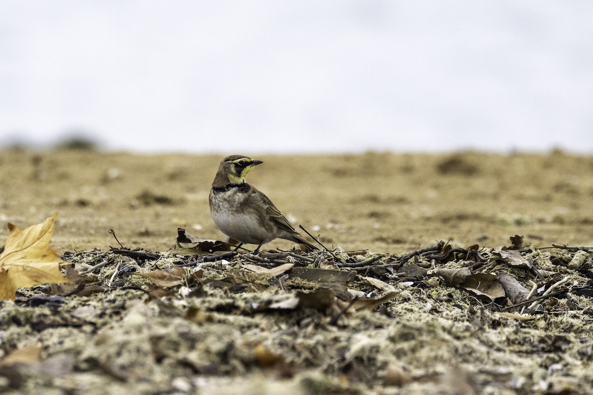 Жайворонок рогатий - ML645865211
