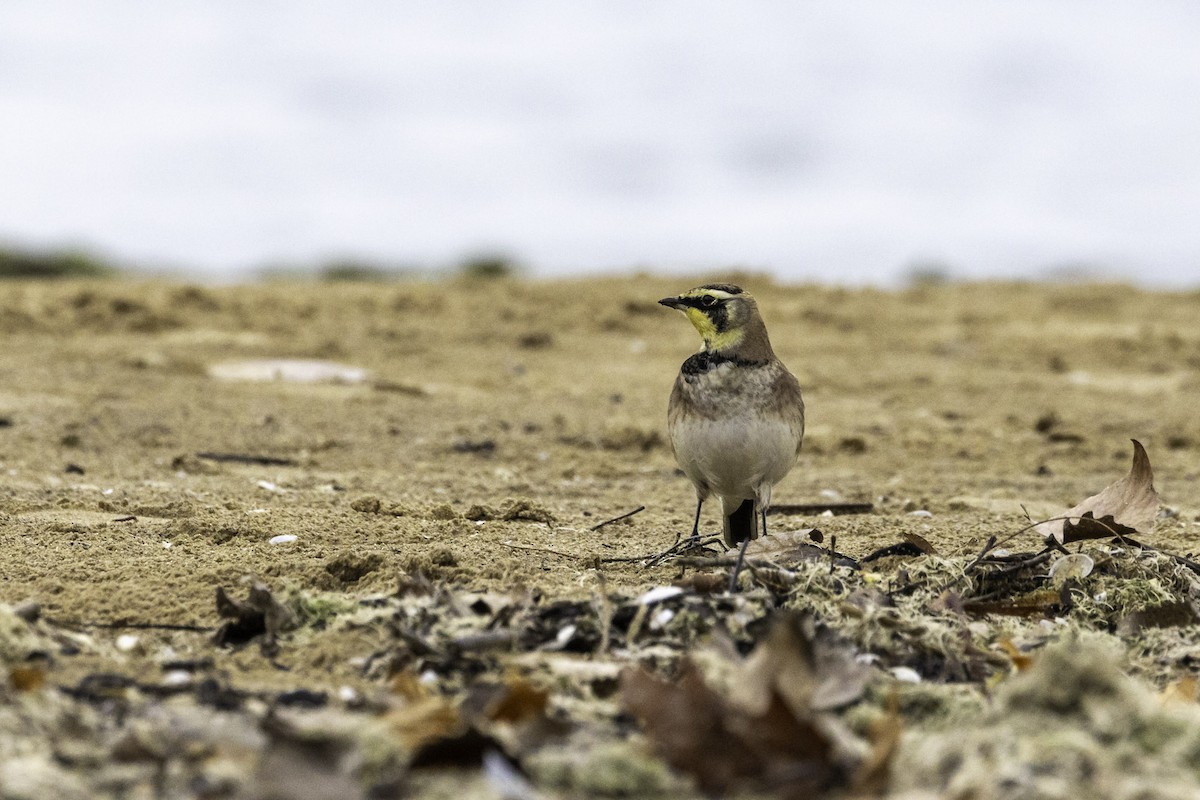 Жайворонок рогатий - ML645865212