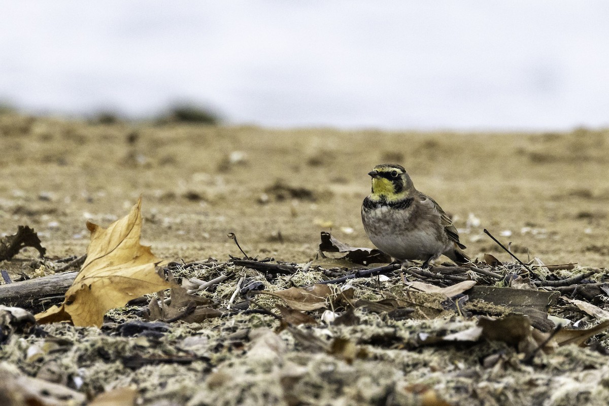 Жайворонок рогатий - ML645865213