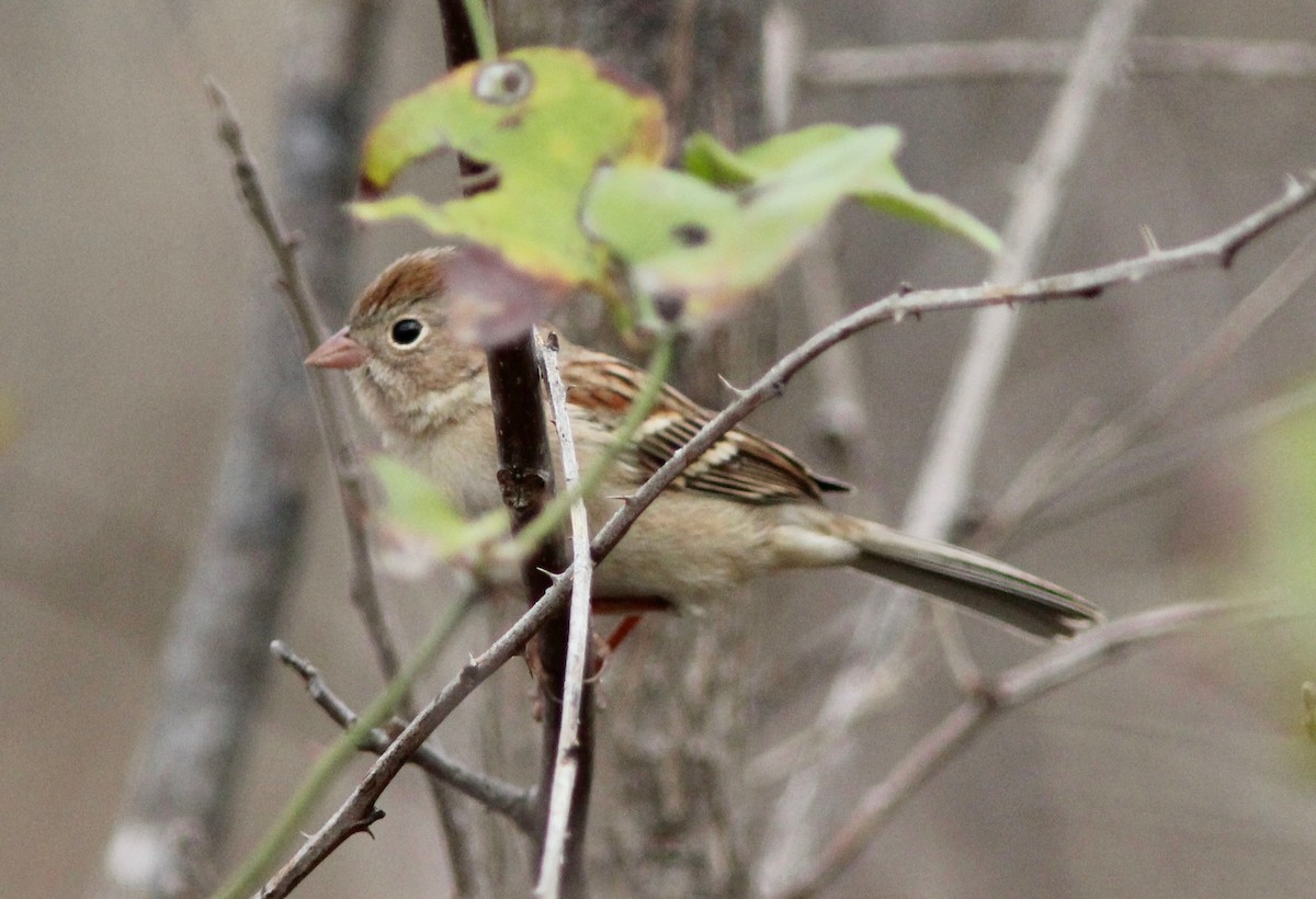 Field Sparrow - ML645865215
