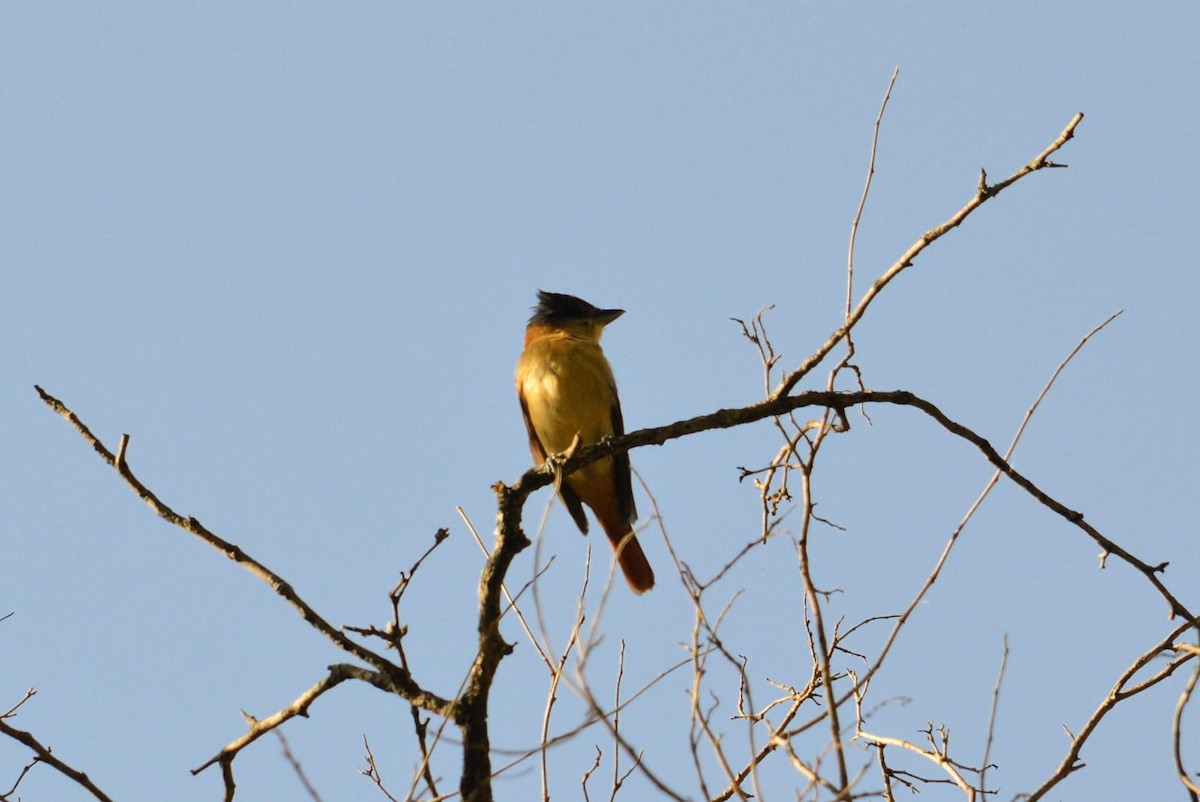 Crested Becard - ML645865219