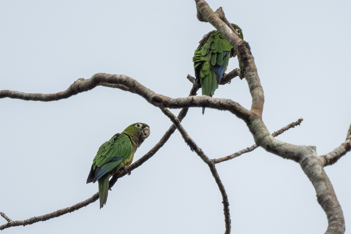 Olive-throated Parakeet - ML645865235