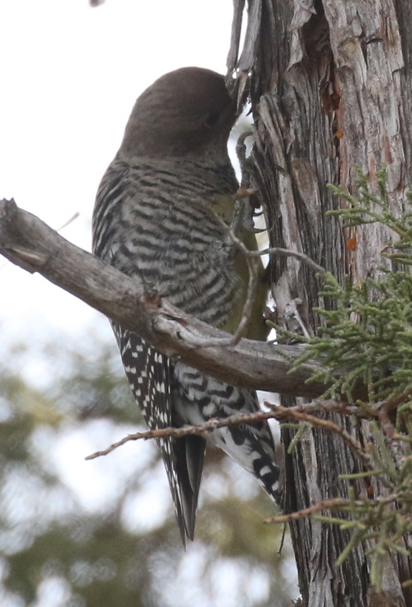 Williamson's Sapsucker - ML645865236