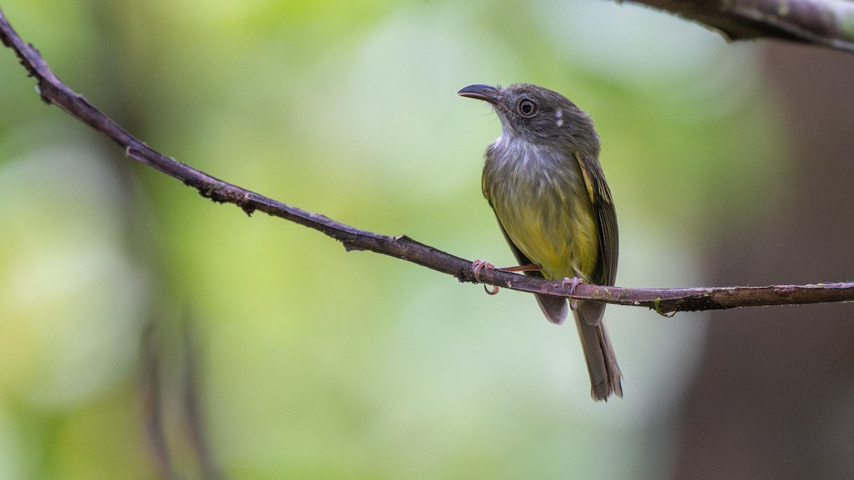 Northern Bentbill - ML645865242