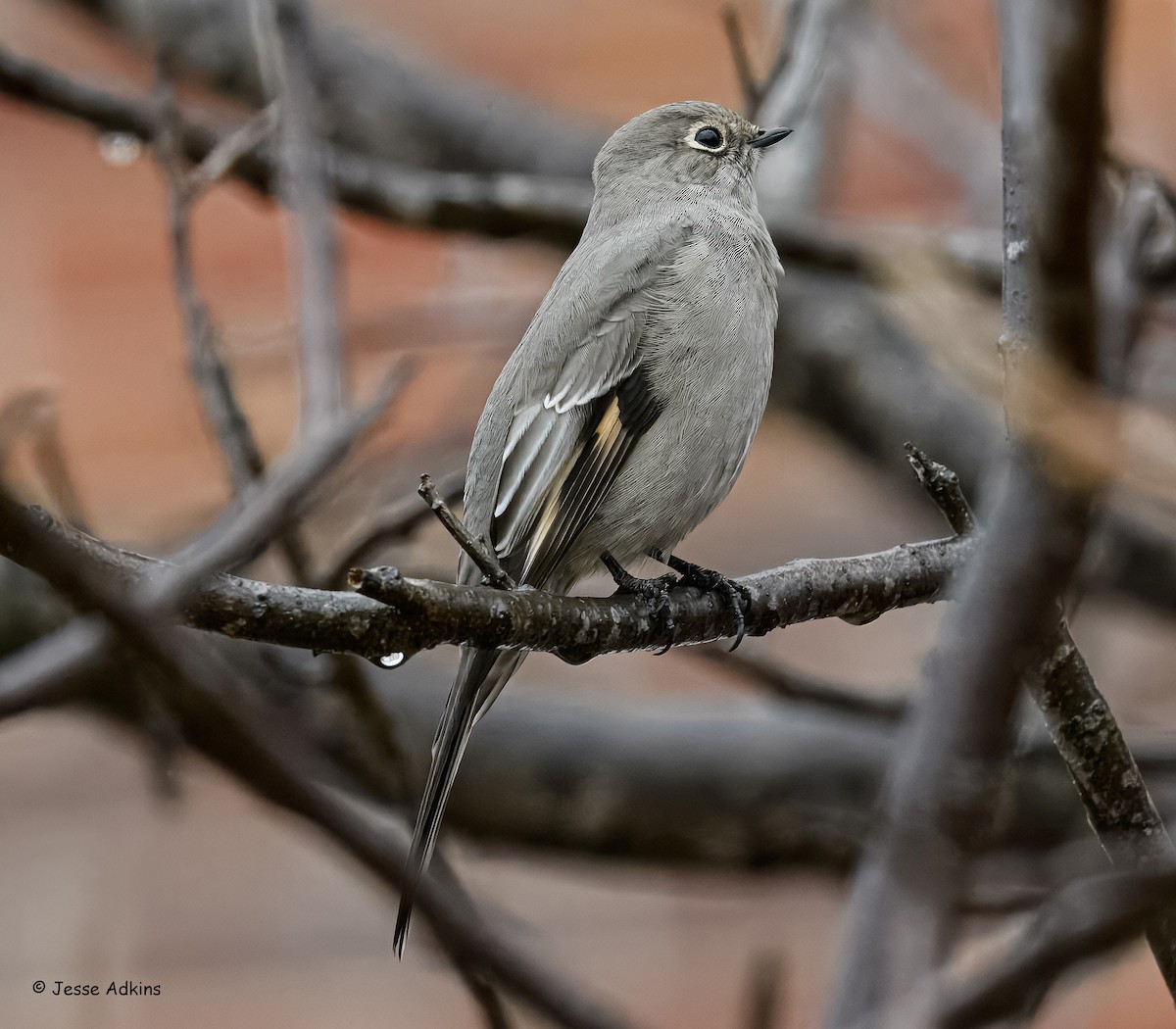 Townsend's Solitaire - ML645865243