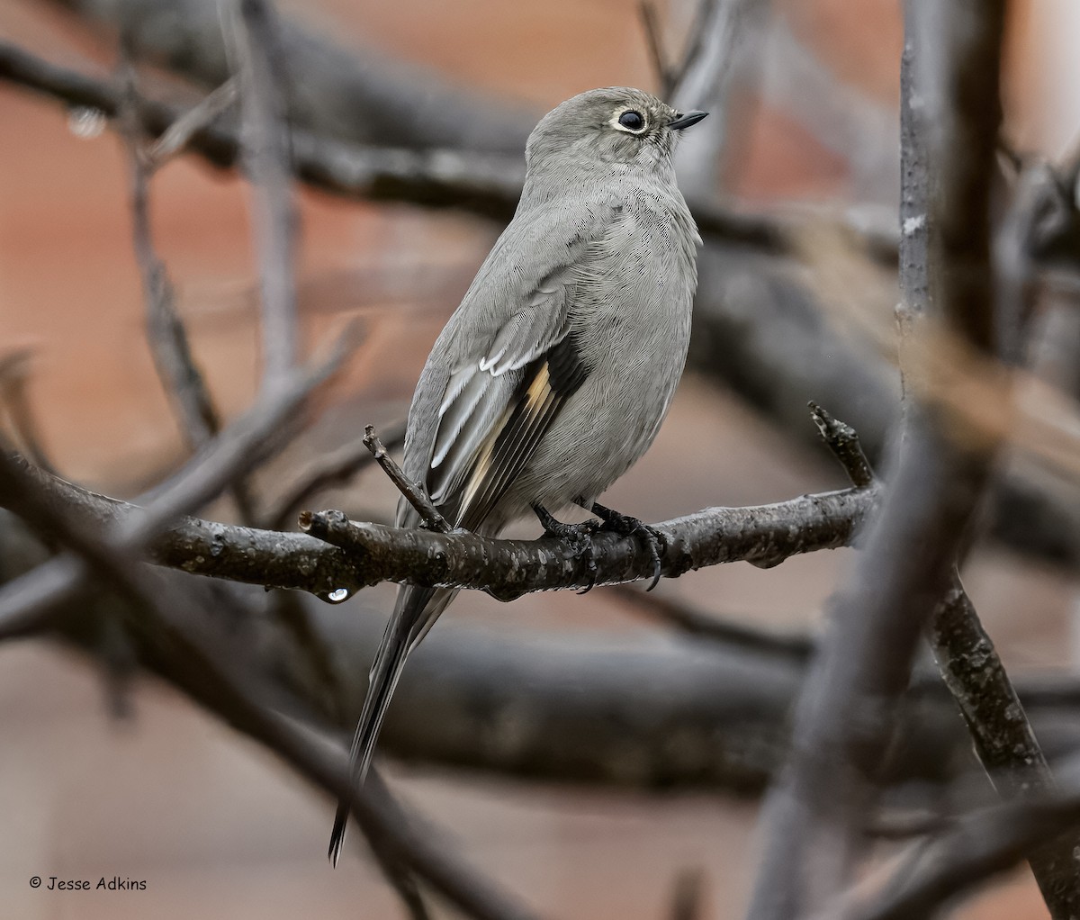 Townsend's Solitaire - ML645865244